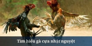 Gà Cựa Nhật Nguyệt - Chia Sẻ Cách Xem Chuẩn Từ QQ88