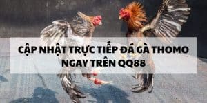 Cập Nhật Trực Tiếp Đá Gà Thomo Thần Tốc Chỉ Có Trên QQ88